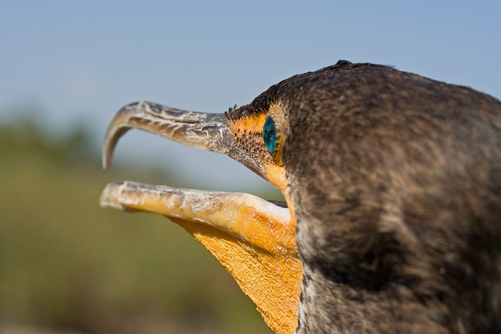 Ohrenscharbe Phalacrocorax auritus Double-Crested Cormorant